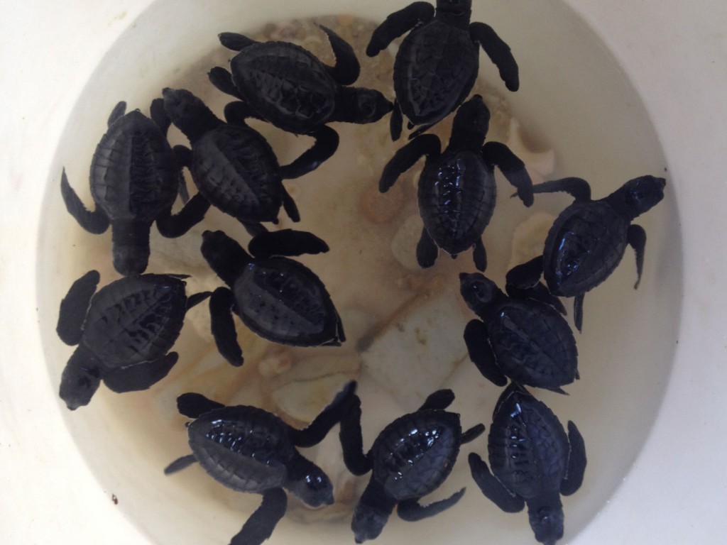 We're shown baby turtles by the only family there.