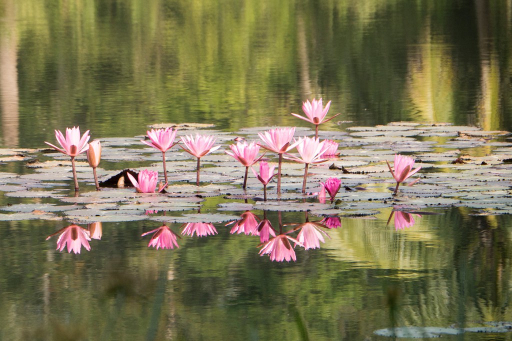 The pond is wonderfully adorned with an infinite number of blossoming water lilies. 