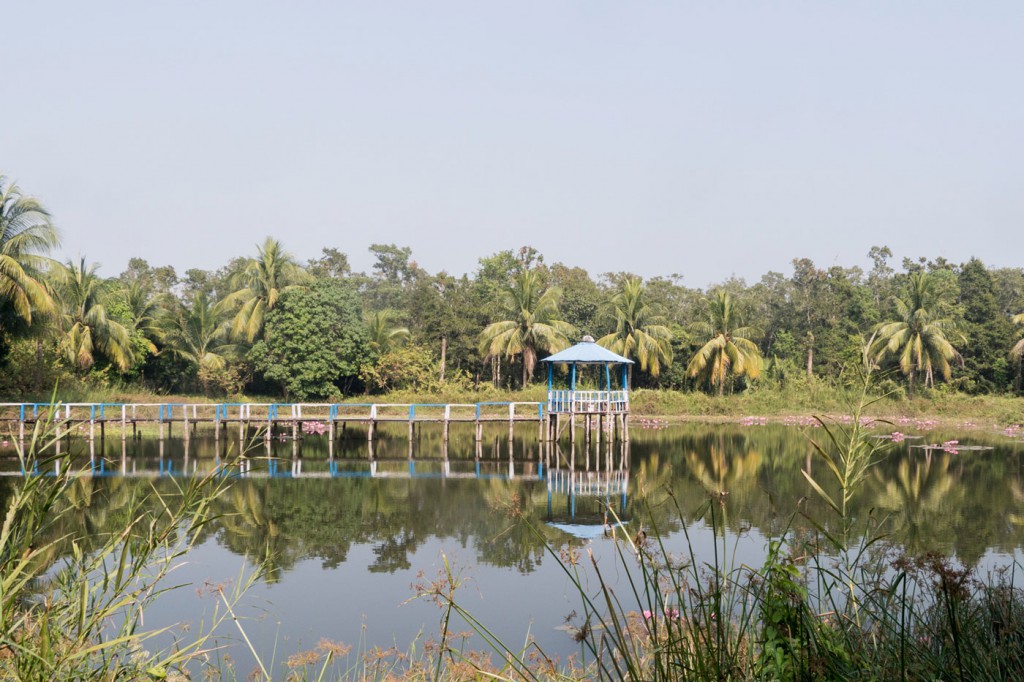 A freshwater pond, where tigers often come to drink. Bengal tigers drink saltwater too, which apparently accounts for their unusual aggression, but prefer fresh.